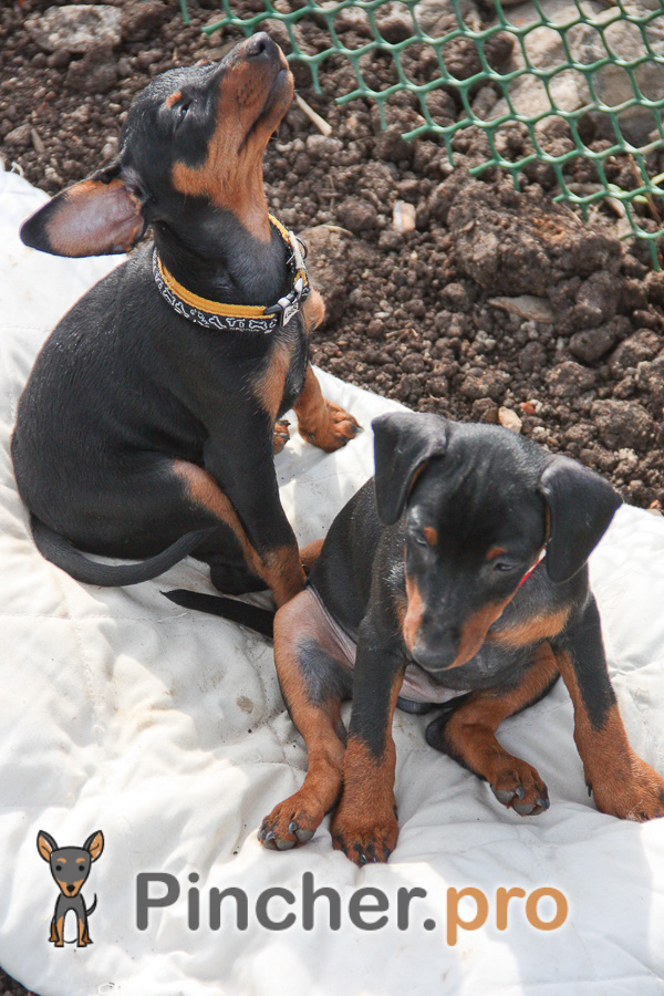 IMG 1770 67