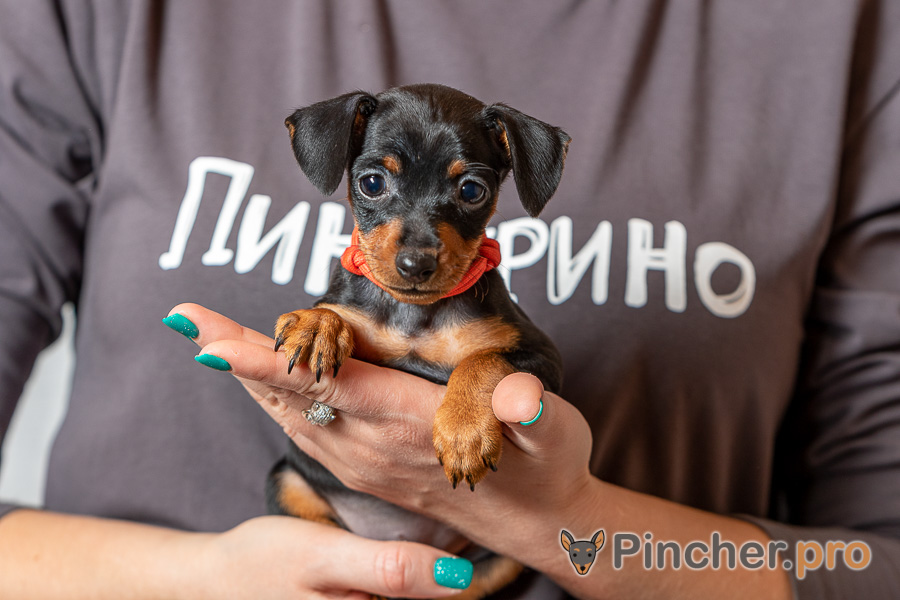 Цвергпинчер щенок
