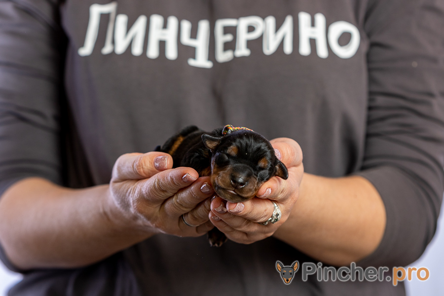 Немецкий пинчер Пинчерино