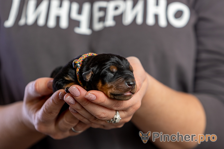 Немецкий пинчер Пинчерино