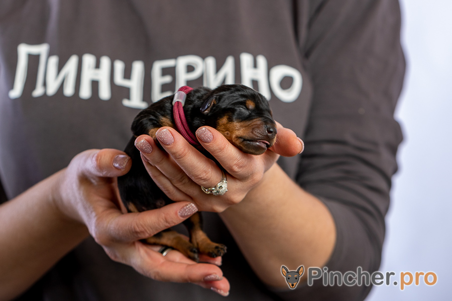 Немецкий пинчер Пинчерино