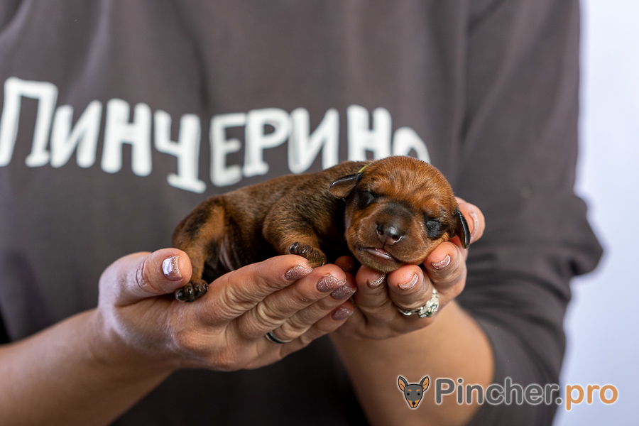 Немецкий пинчер Пинчерино