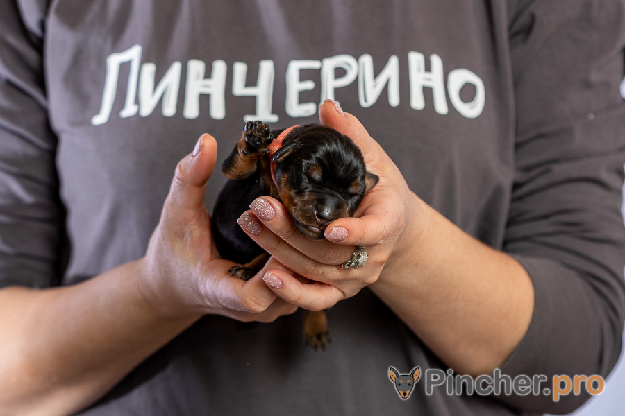 Немецкий пинчер Пинчерино