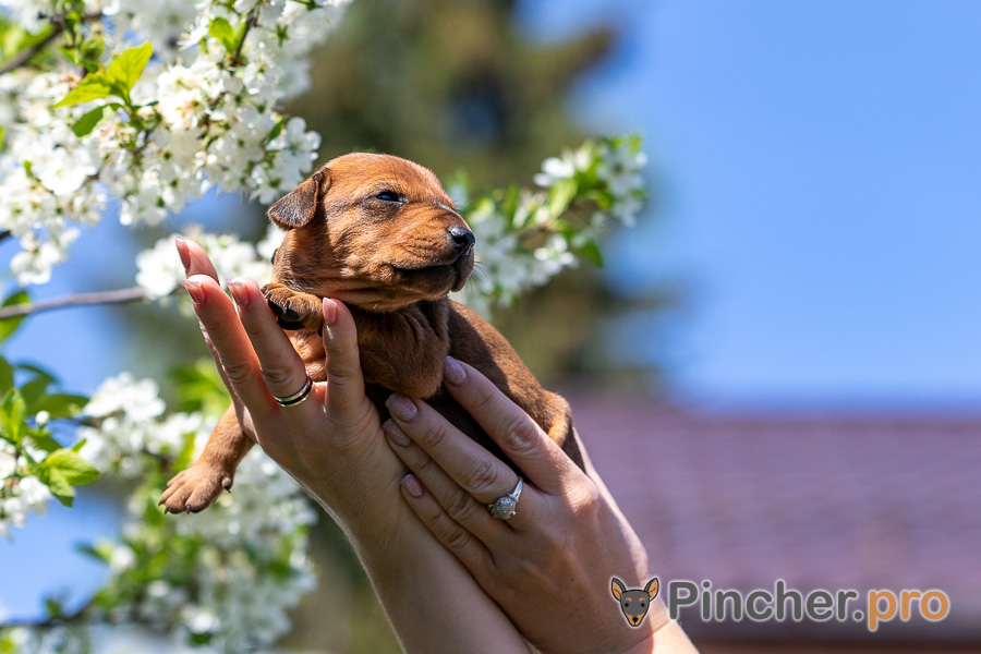Немецкий пинчер щенок