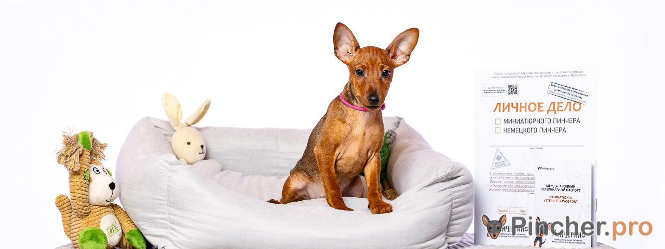 Щенок цвергпинчера